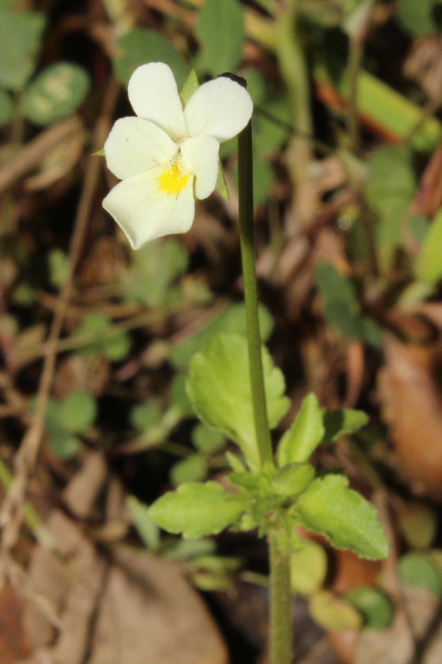Viola arvensis / Viola dei campi